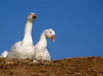 geese