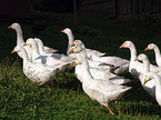 geese