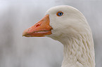 goose