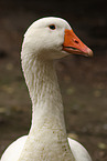 goose