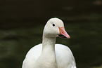 goose