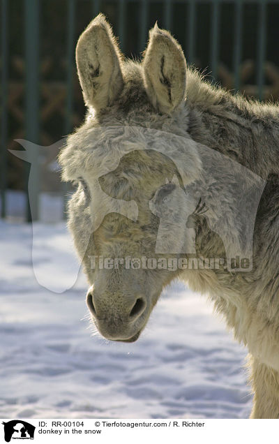 donkey in the snow / RR-00104