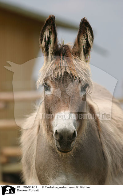 Donkey Portrait / RR-00461