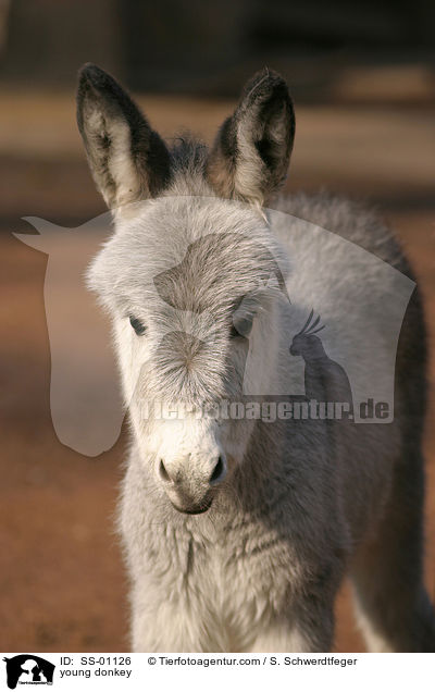 young donkey / SS-01126