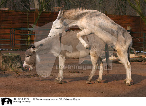 Hausesel bei der Paarung / mating donkeys / SS-01127