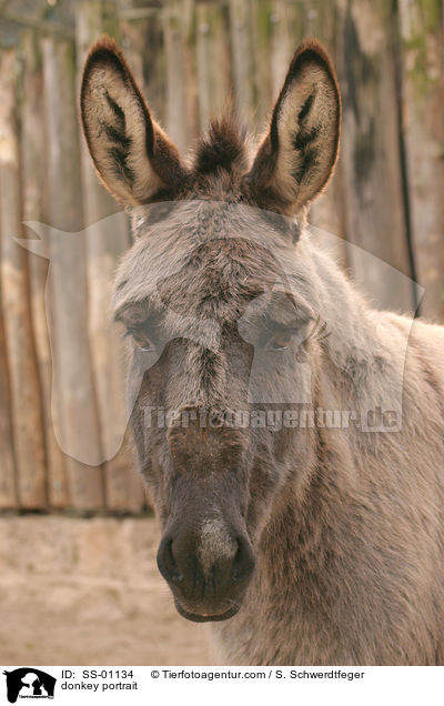 donkey portrait / SS-01134