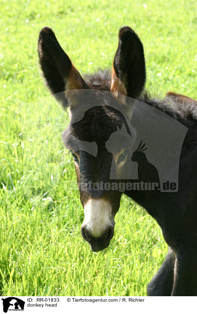 Esel Portrait / donkey head / RR-01833