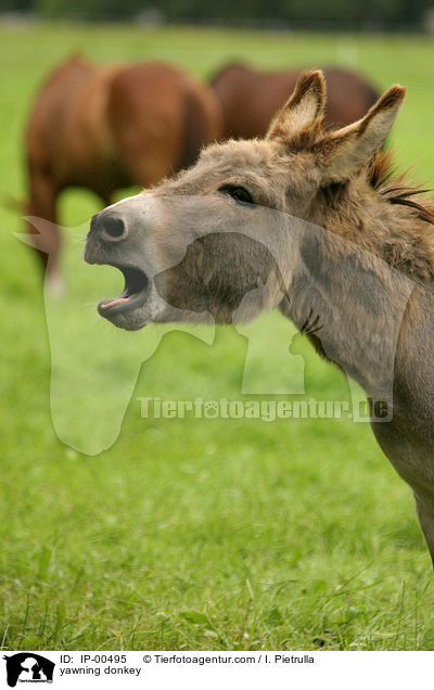 ghnender Esel / yawning donkey / IP-00495