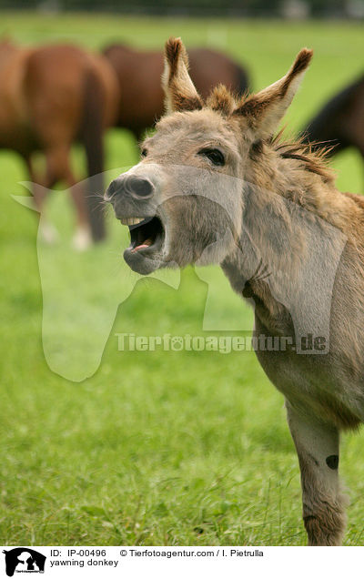 yawning donkey / IP-00496