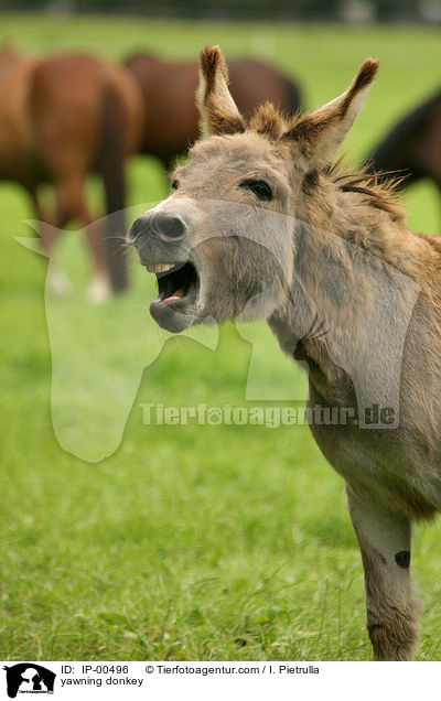 ghnender Esel / yawning donkey / IP-00496