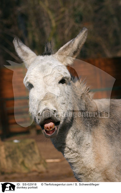 Esel Portrait / donkey portrait / SS-02918