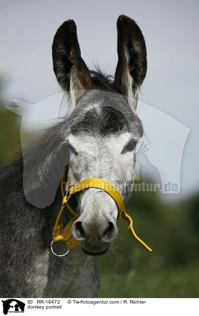 donkey portrait / RR-16472