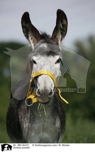 Esel Portrait / donkey portrait / RR-16473