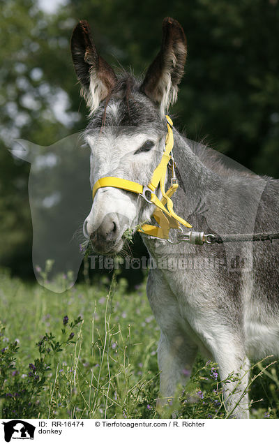 Esel / donkey / RR-16474