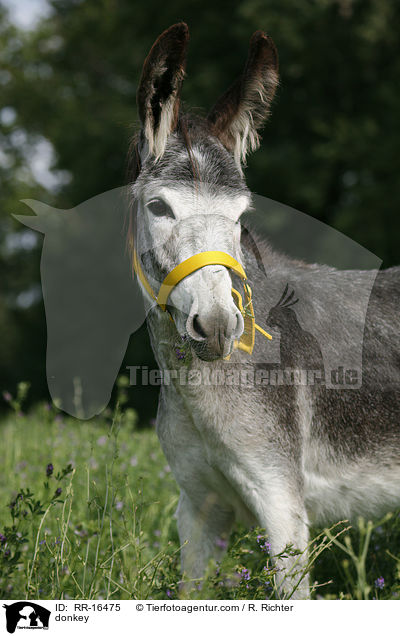 donkey / RR-16475