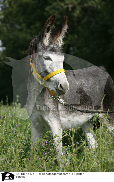 donkey / RR-16476