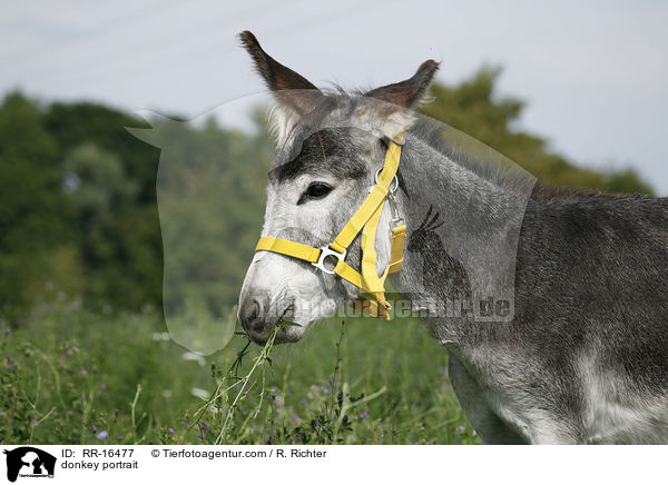 donkey portrait / RR-16477