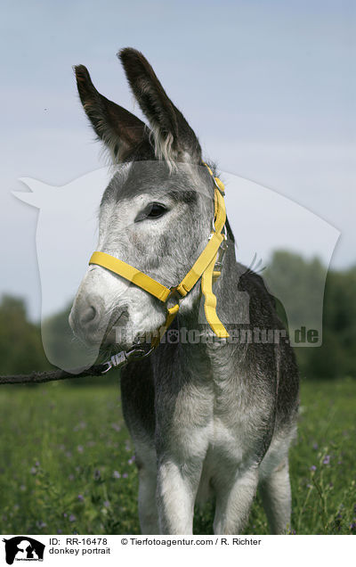 donkey portrait / RR-16478
