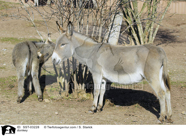 Esel / donkey / SST-03228
