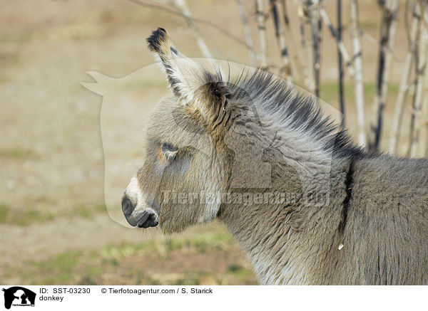 Esel / donkey / SST-03230
