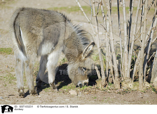 donkey / SST-03231