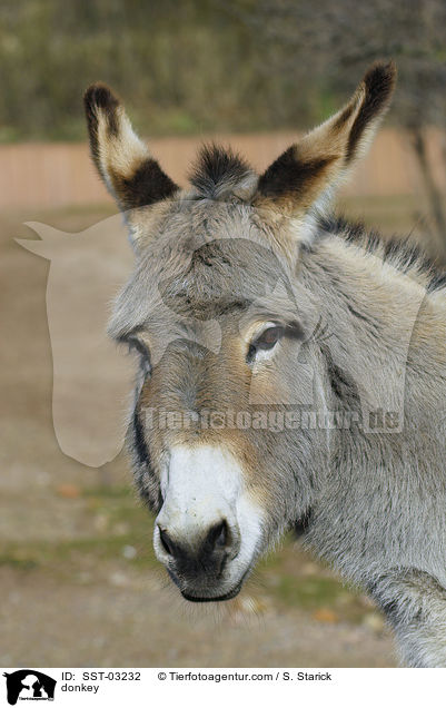 donkey / SST-03232