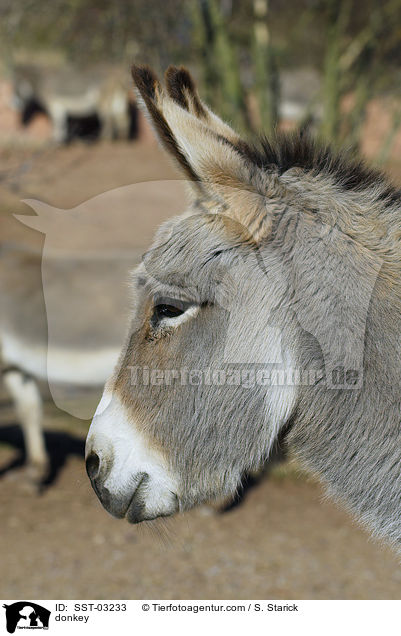 Esel / donkey / SST-03233