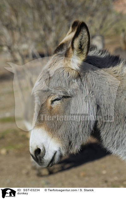 donkey / SST-03234