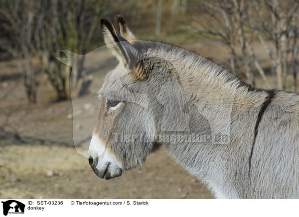 donkey / SST-03236