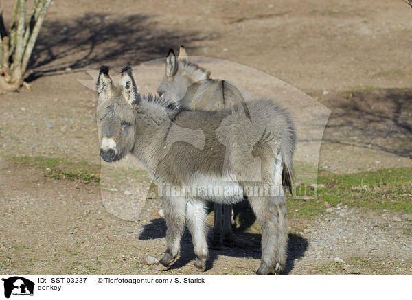 Esel / donkey / SST-03237