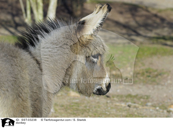Esel / donkey / SST-03238