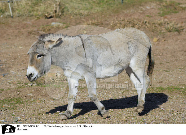 Esel / donkey / SST-03240