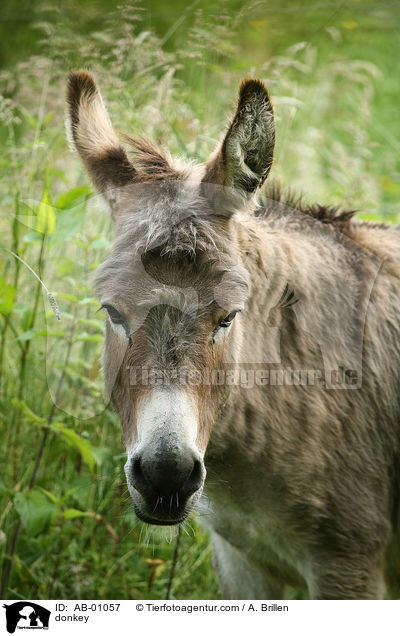 donkey / AB-01057