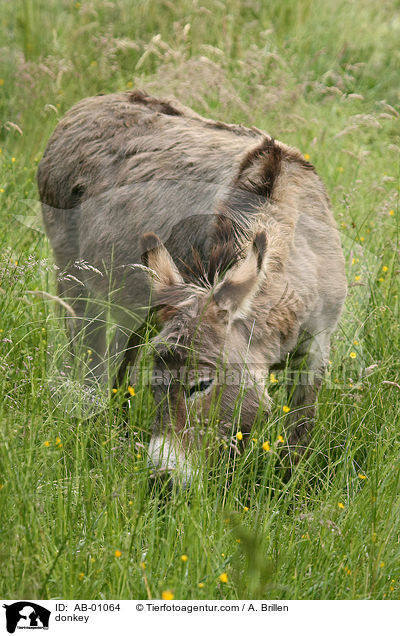 Esel / donkey / AB-01064