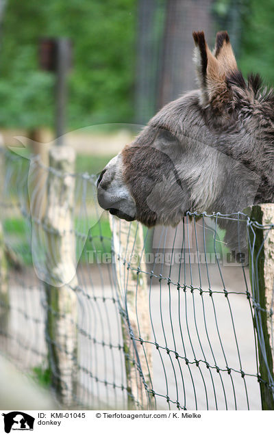 Esel / donkey / KMI-01045