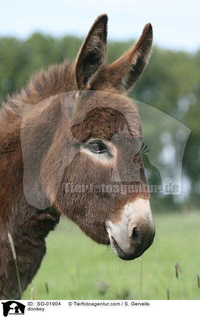 donkey / SG-01904