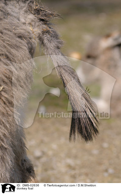 Eselfohlen / donkey foal / DMS-02636