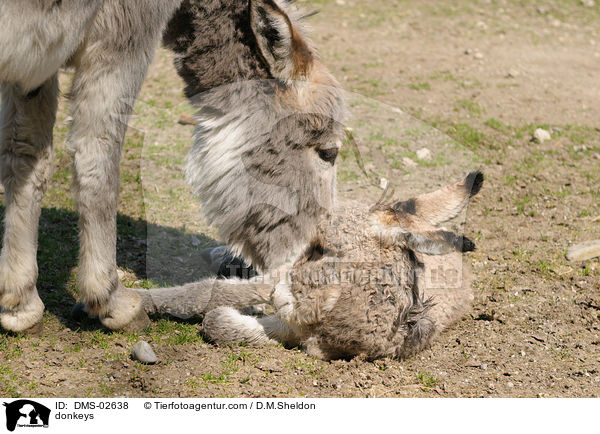 Esel / donkeys / DMS-02638