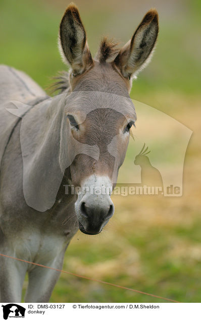 Esel / donkey / DMS-03127