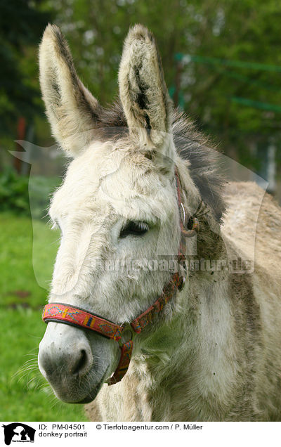 donkey portrait / PM-04501