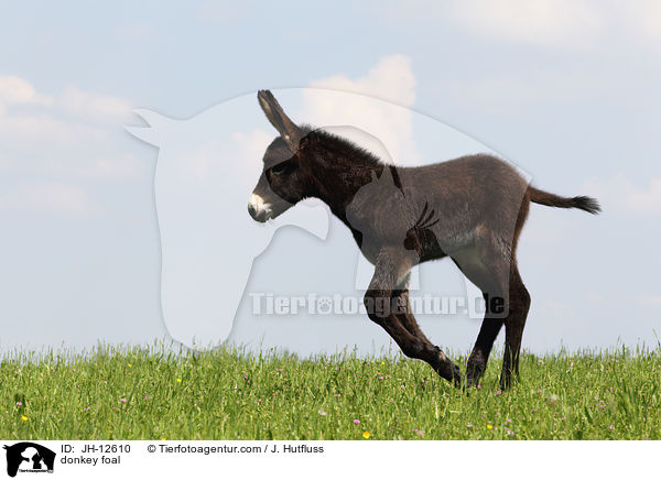 donkey foal / JH-12610