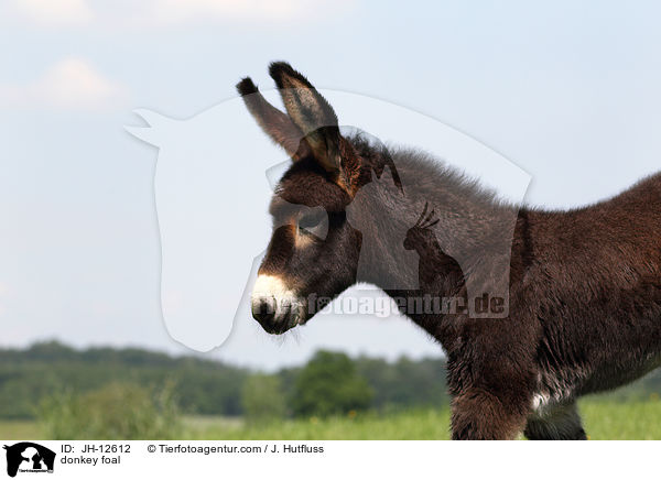 donkey foal / JH-12612