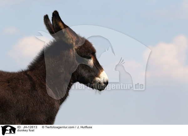 donkey foal / JH-12613