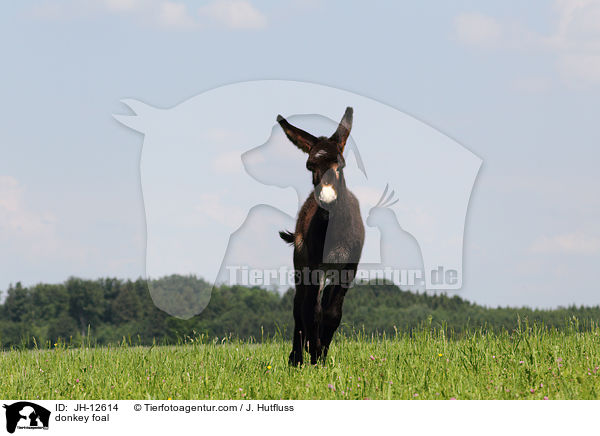 donkey foal / JH-12614