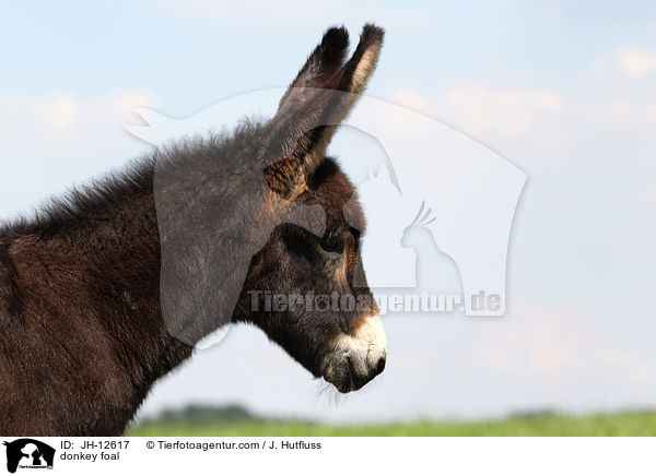 Eselfohlen / donkey foal / JH-12617