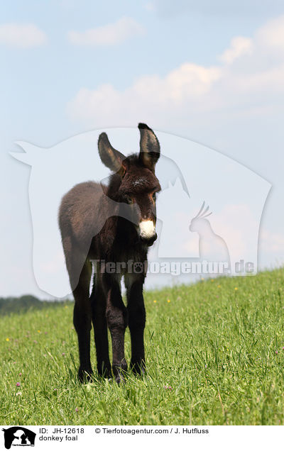 donkey foal / JH-12618