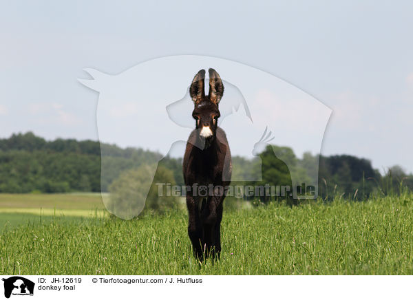 Eselfohlen / donkey foal / JH-12619