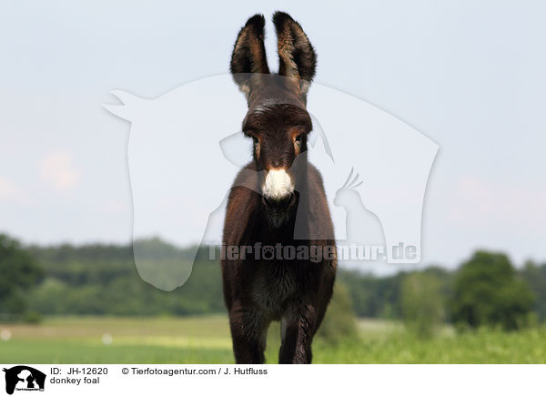 Eselfohlen / donkey foal / JH-12620