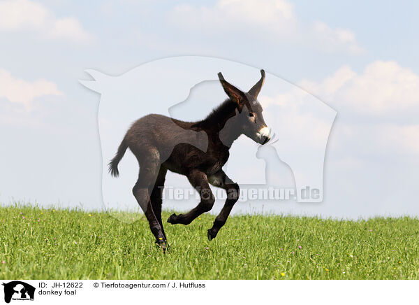 Eselfohlen / donkey foal / JH-12622