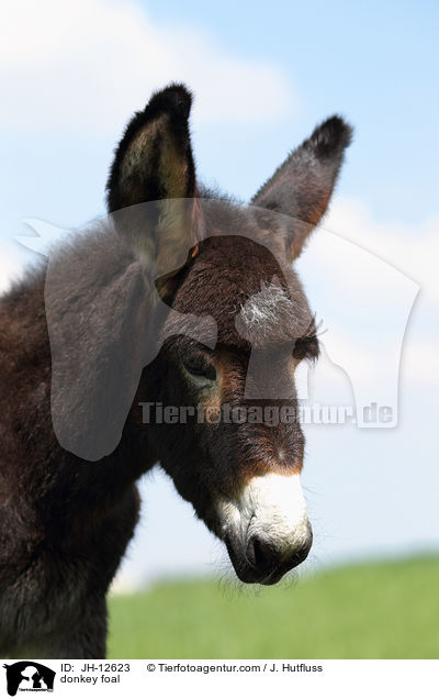 Eselfohlen / donkey foal / JH-12623
